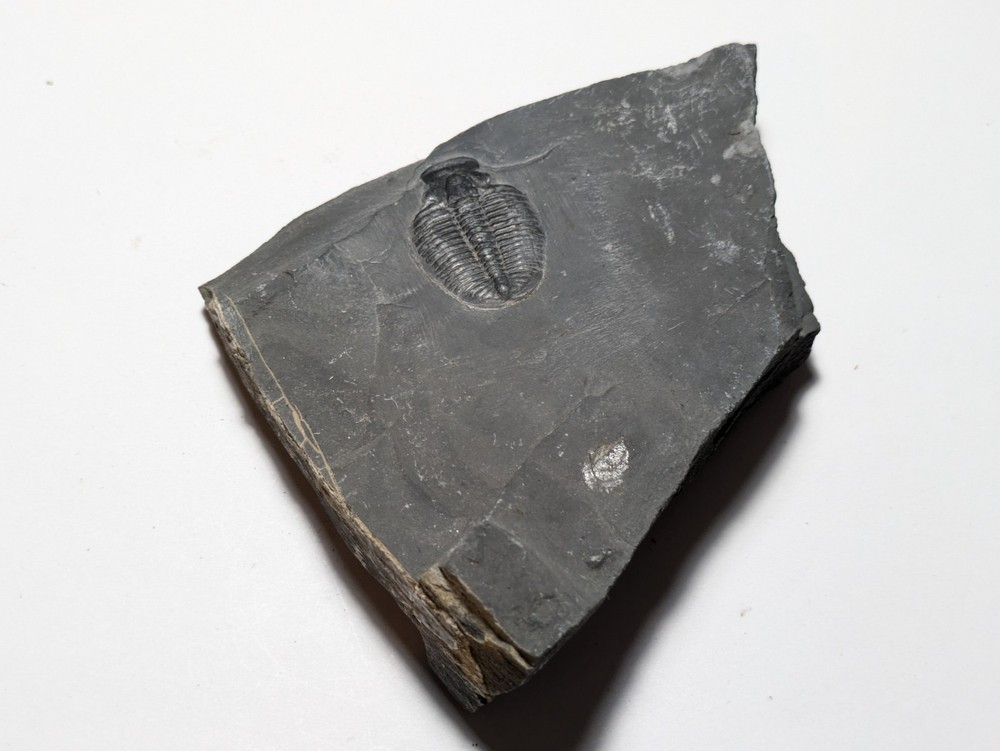 Fossilized Trilobite
