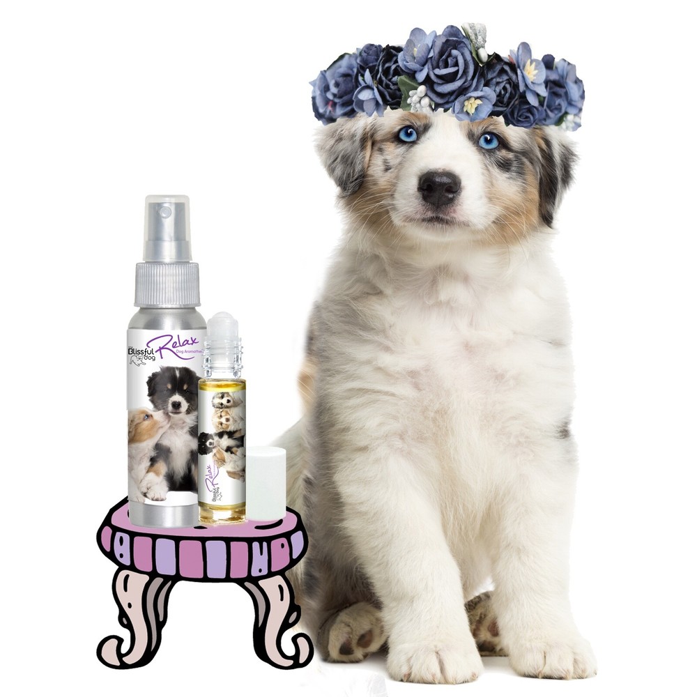 Australian Shepherd Relax Aromatherapy | Calms Your Anxious, Scared Aussie Dog