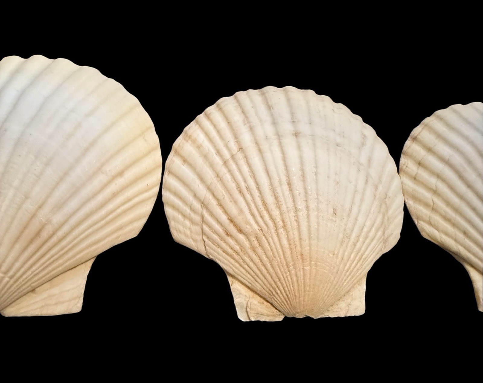 Lot Of 4 VINTAGE 5" REAL CLAM SHELL Gulf Of America Aka Mexico