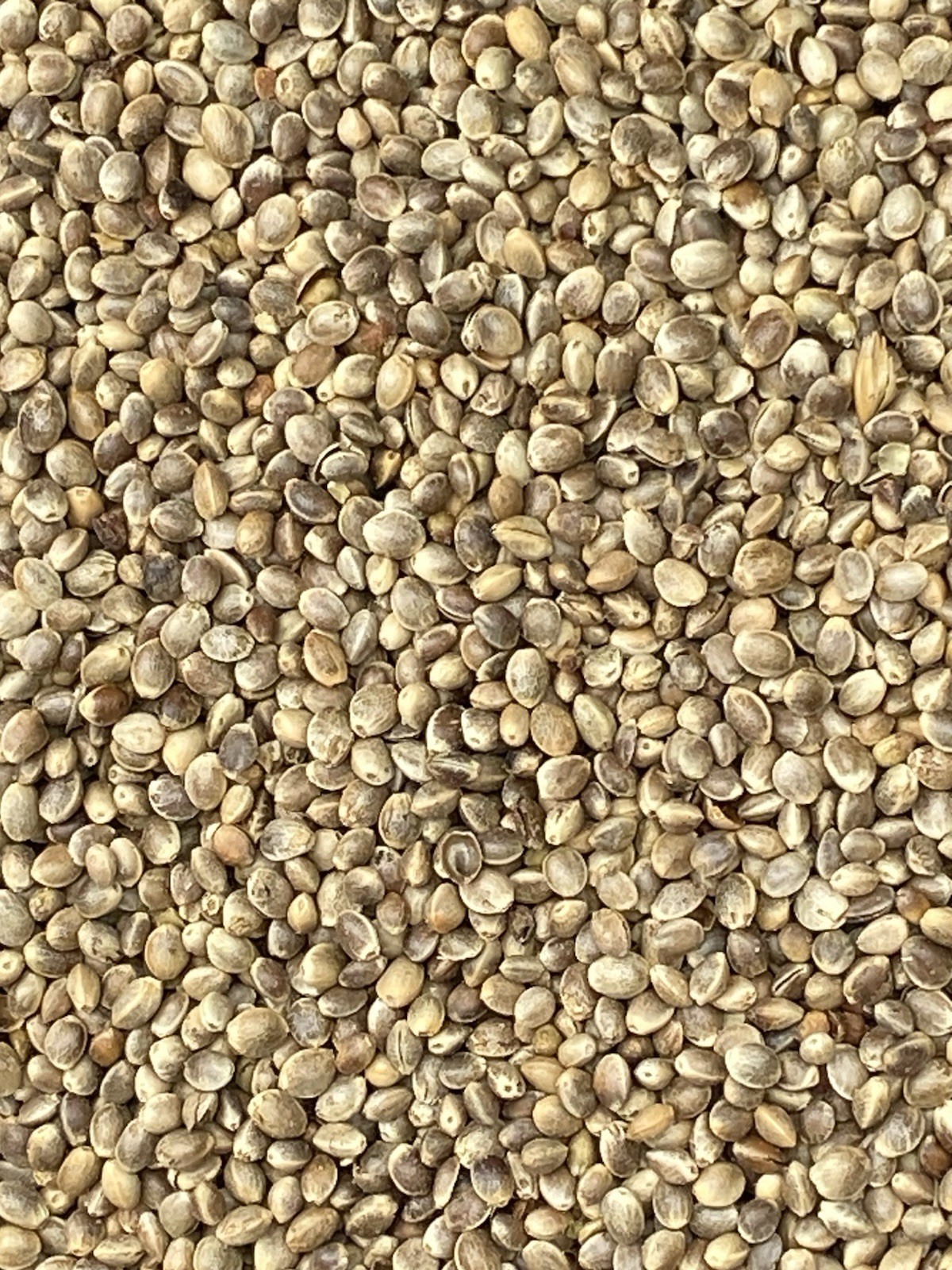 Hemp Seed - For Birds -All Natural Ingredients (4 LB)