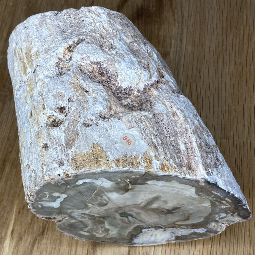 Fossil Specimen, Silicified Tree Branch Section, USA, 90mm
