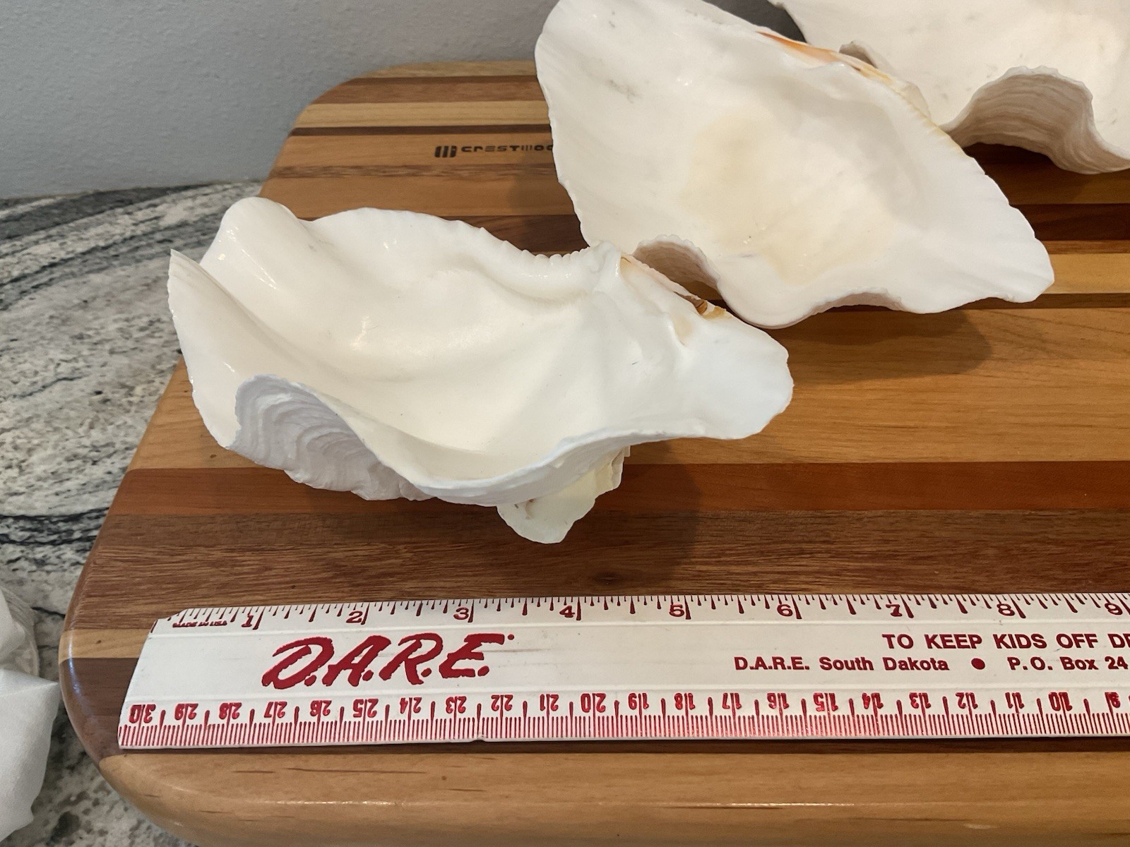 Large Natural Clam Shell Lot Of 3