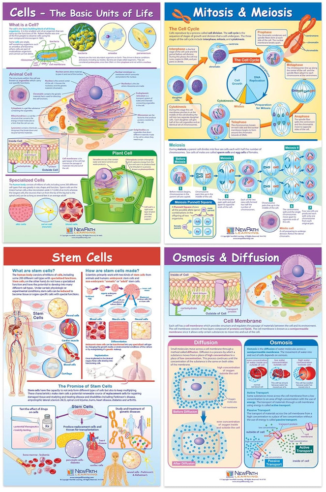 Structure & Processes Posters, Set/4 (Cells, Osmosis/Diffusion, Mitosis/Meiosis,