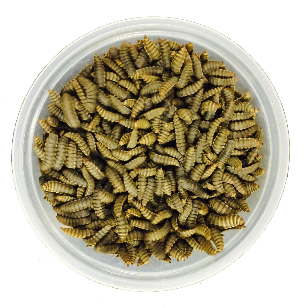 Black Soldier Fly Prepupae