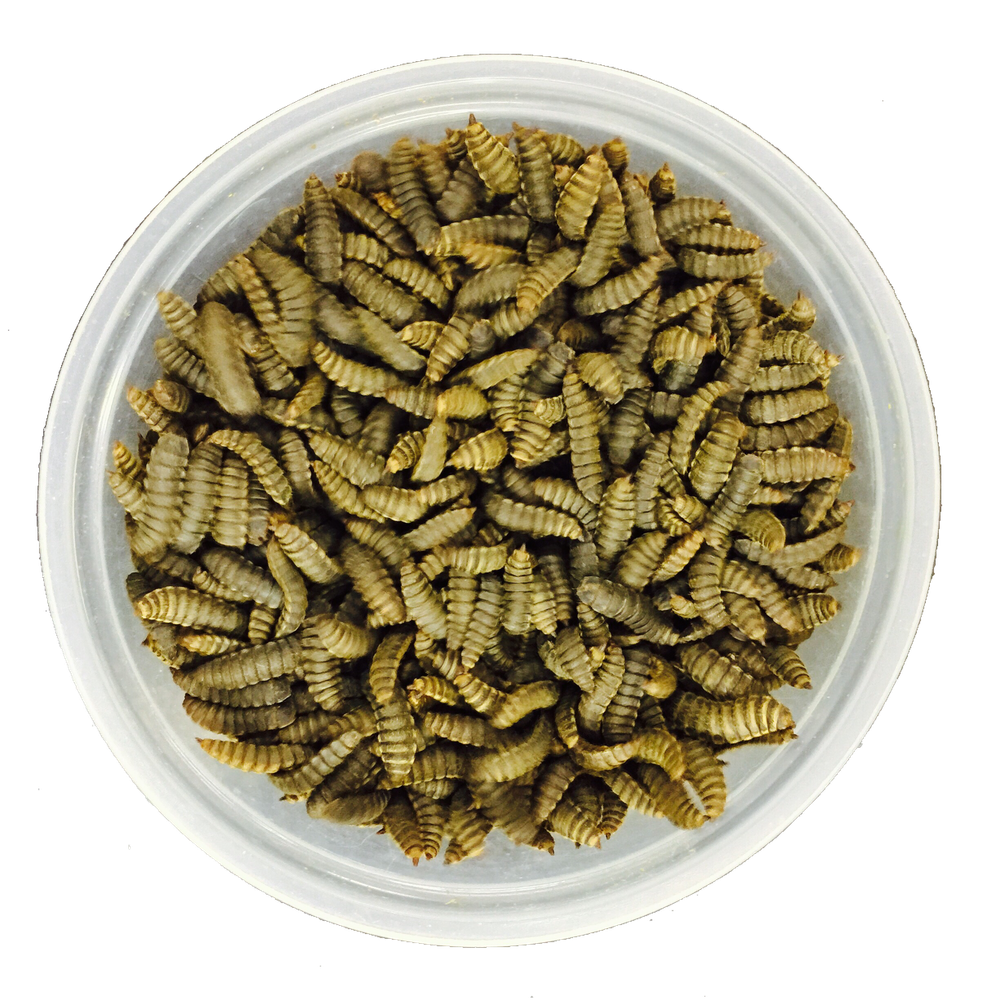 Black Soldier Fly Prepupae