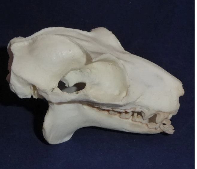 COLUGO FLYING LEMUR SKULL REPLICA
