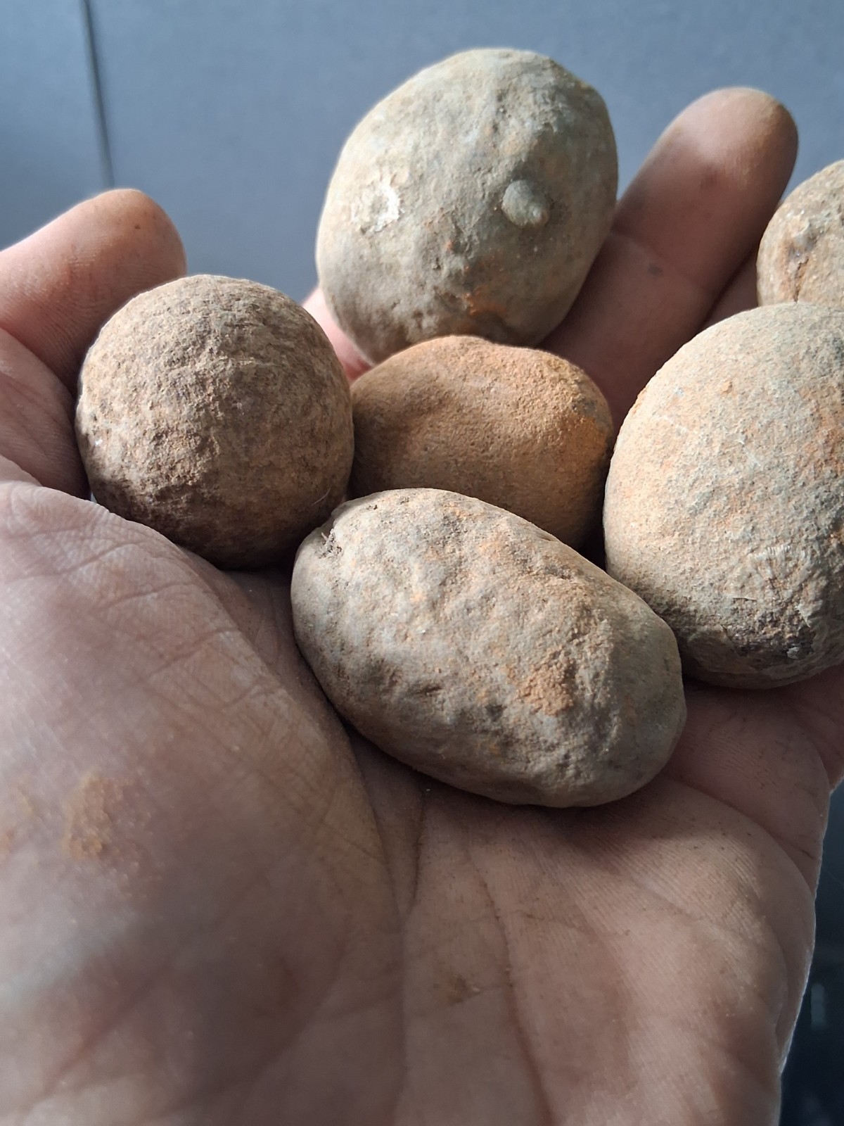 6 Unprepared Crab Fossil Concretions(small) Washington State Megakos Macrospinus