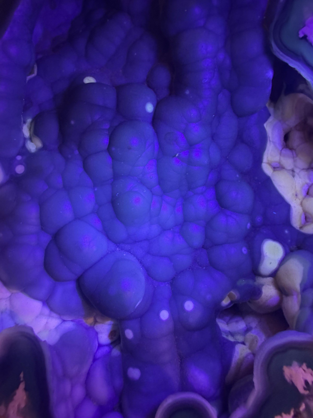 Rare Agatized Coral Fossil Geode -Large, Rare Colors!