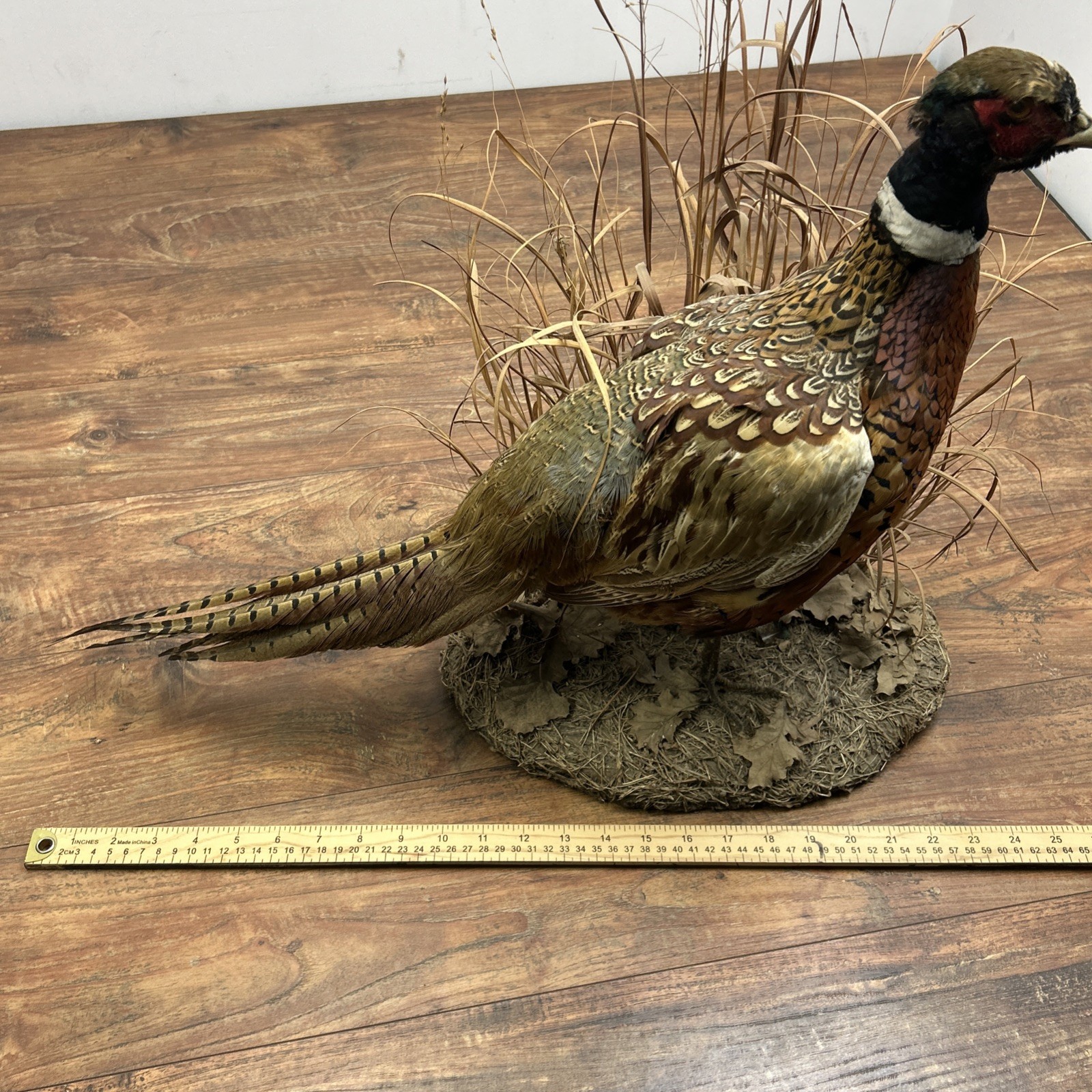 Ringneck Rooster Pheasant Taxidermy Standing Mount Habitat Base Foliage