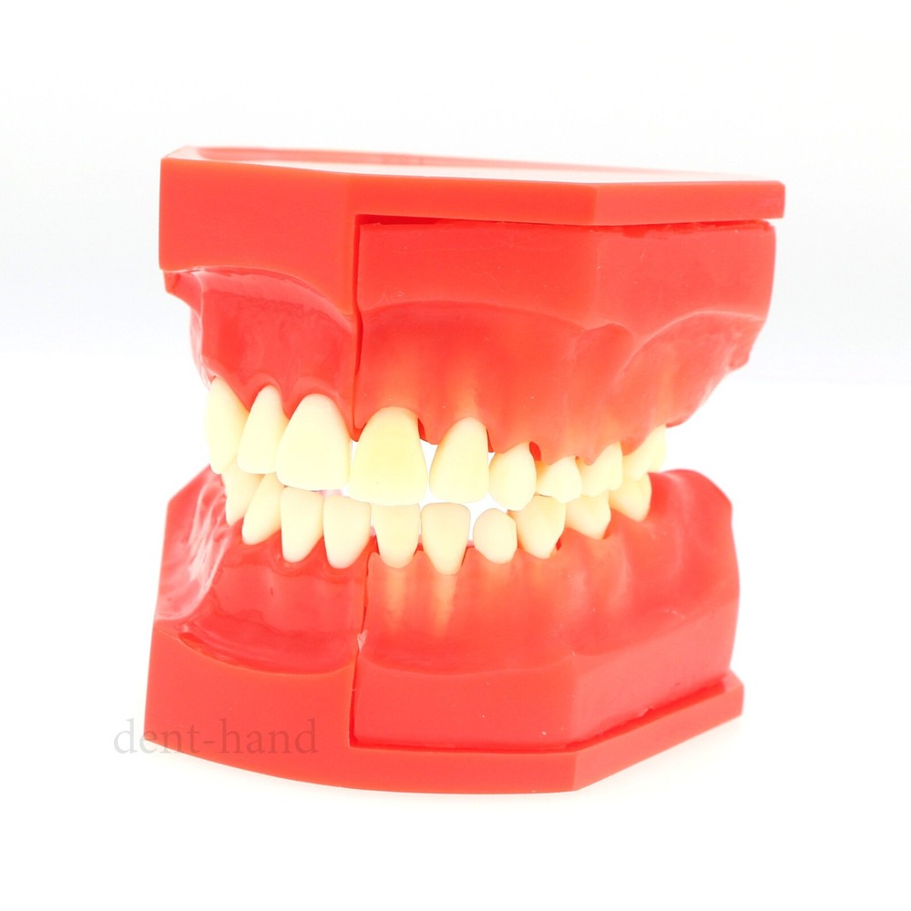 M7013 Teeth Permanent Tooth Dental Alternate Demonstration Study Teach Model