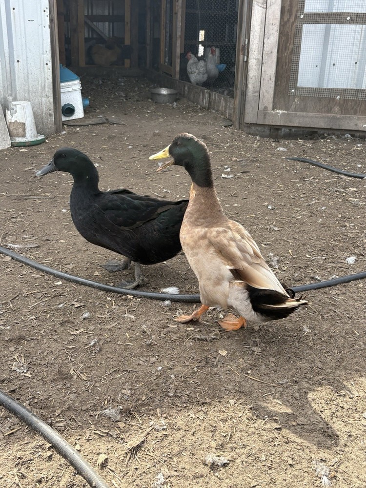 Barnyard mix FUN surprise duck hatching eggs. 12++.