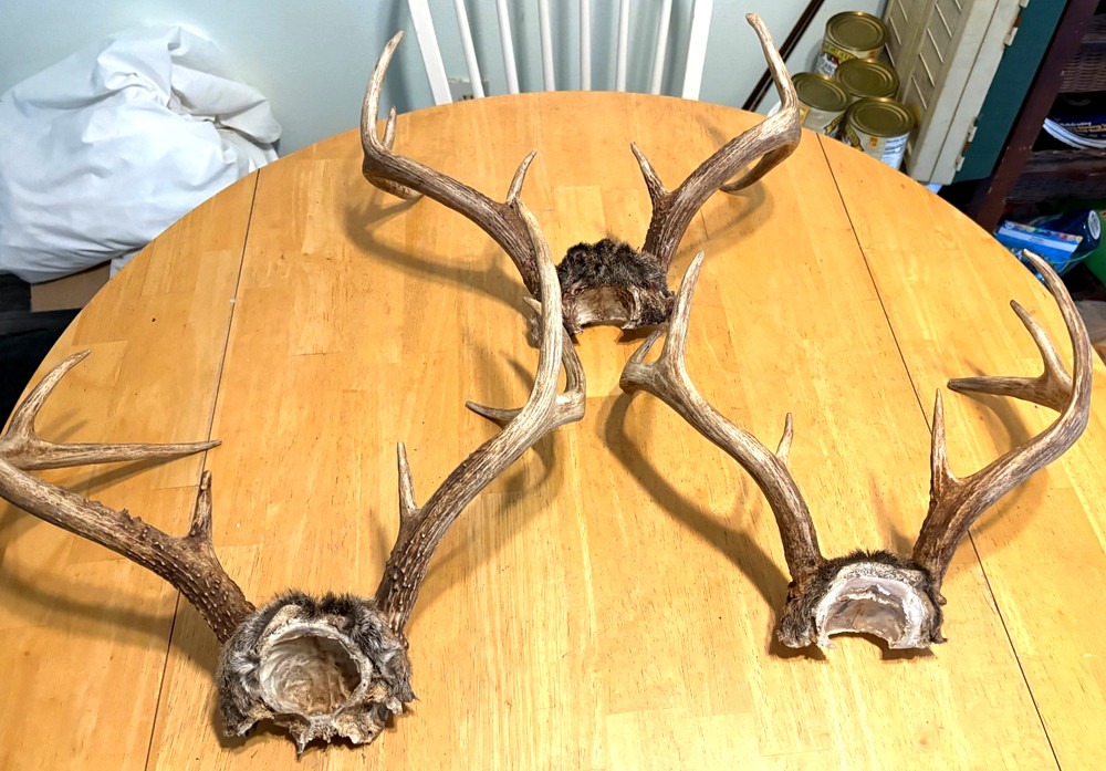 "3" WILD 8 POINT WHITE TAIL ANTLERS,SKULL CAP MOUNTS