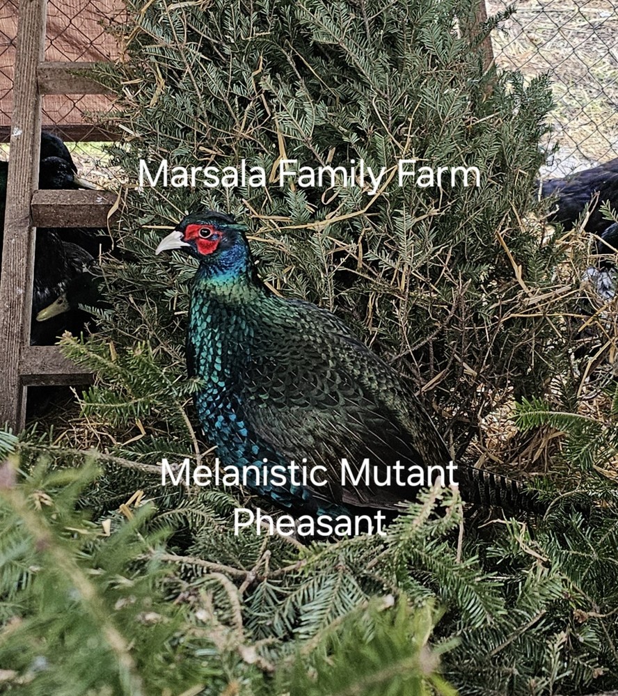 12 Melanistic Mutant Pheasant Hatching Egg Please read full description