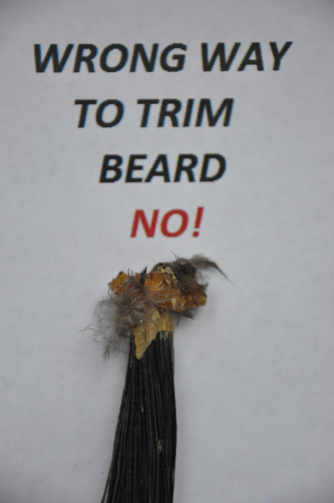 OAK TURKEY TAIL FAN PANEL TROPHY PLAQUE TAXIDERMY DISPLAY