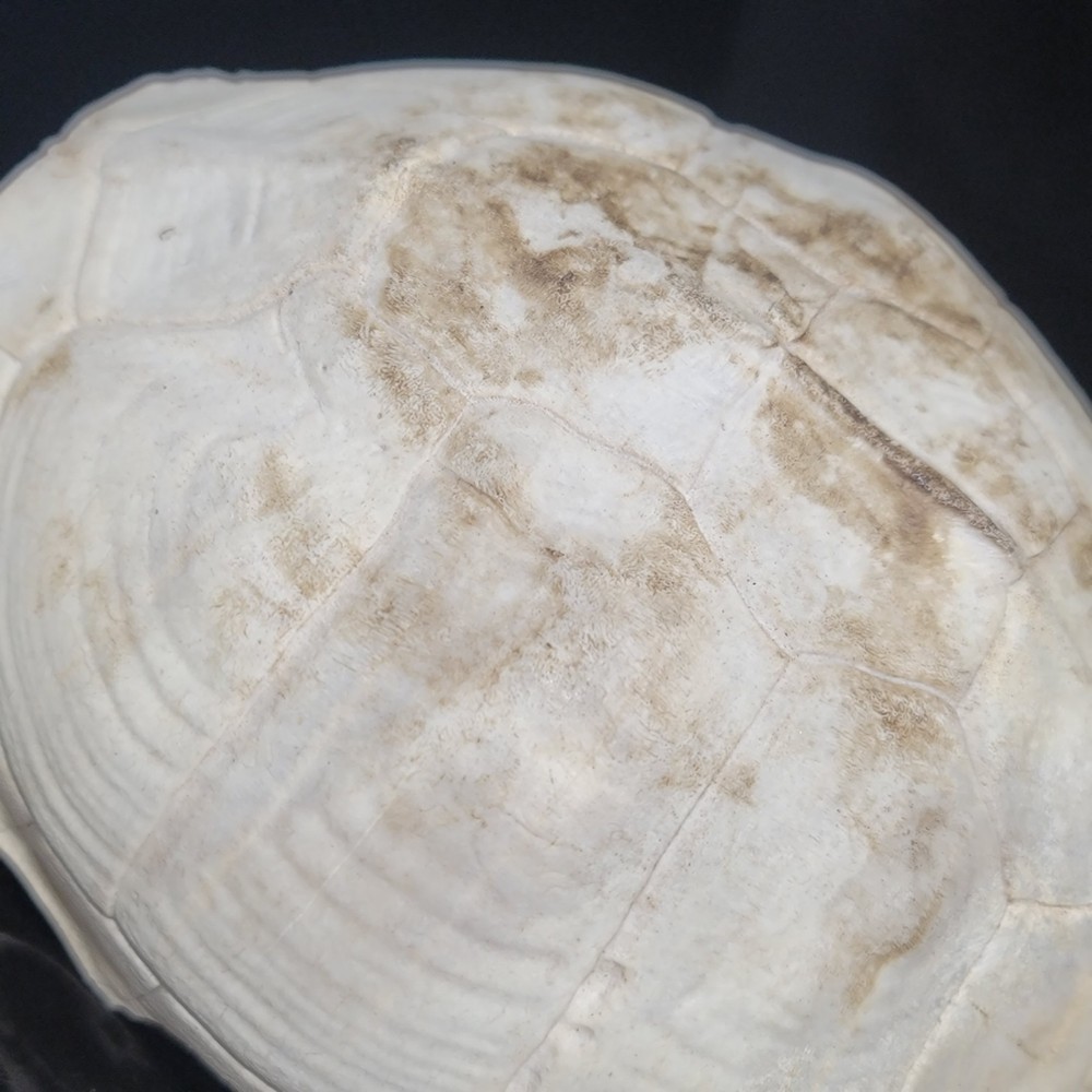 BLEACHED FOSSILIZED REPTILE BONE Skeleton TURTLE SHELL #1