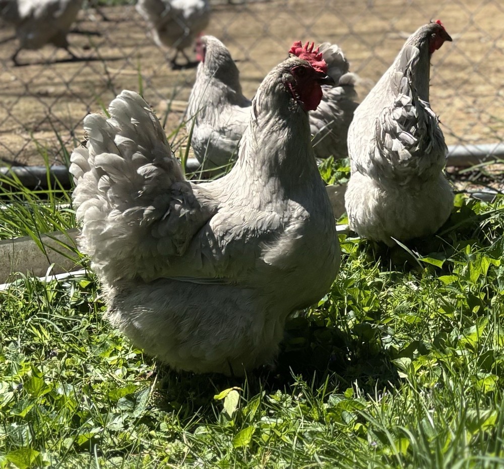 Lavender Orpington hatching eggs (12 Eggs)