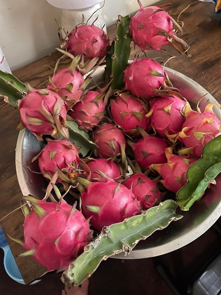DRAGON FRUIT CUTTINGS - MULTIPLE VARIETIES - 13" - 17” Hi