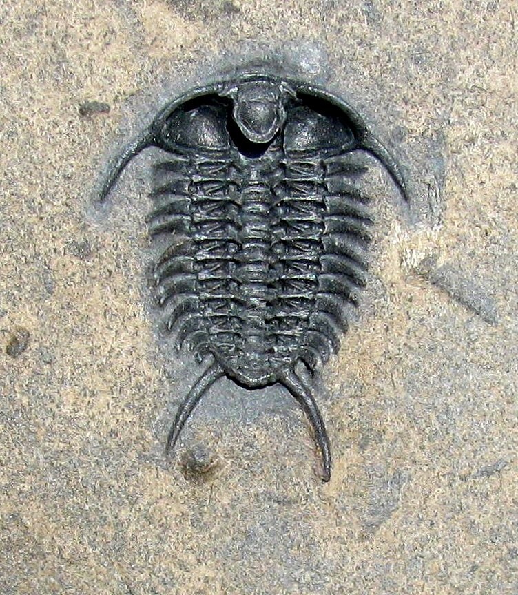 KILLER VENTRAL CERAURUS PLEUREXANTHEMUS TRILOBITE FROM WALCOTT RUST - TEXTBOOK!