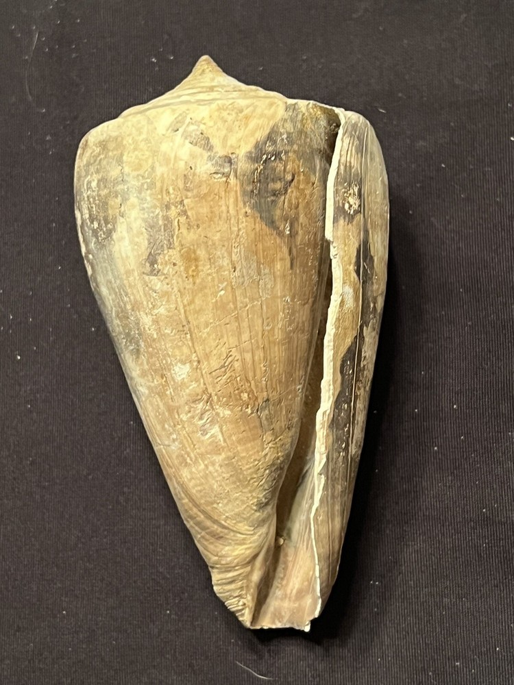 RARE Fossilized Conidae ( CONE ) Shell From Central Florida & BONUS Shell.