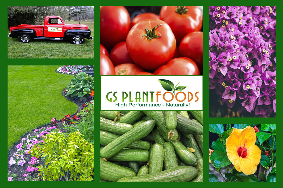 Liquid Kelp Organic Seaweed Fertilizer, 1 Gallon of concentrate