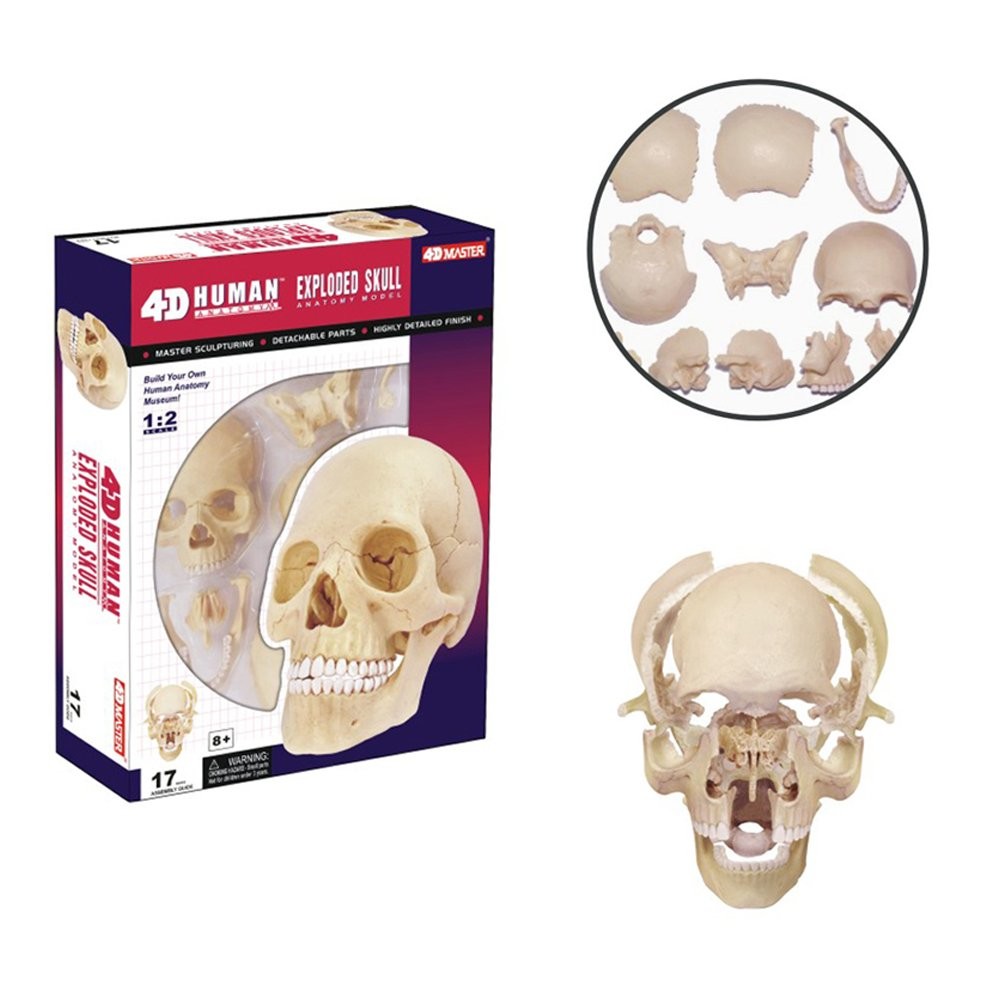 4D Master Human Anatomy Exploded Skull 3D Model/Puzzle