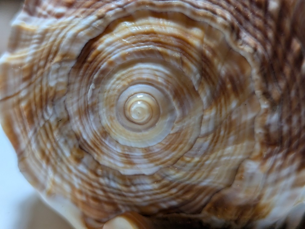 Cassis Glaucum Bonnet Shell