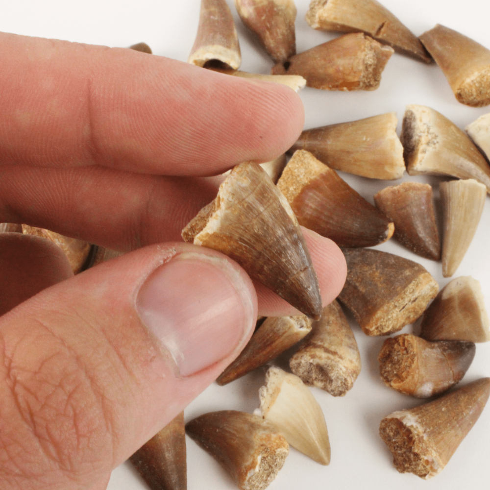 Mosasaur Tooth - With Beautiful Display Case