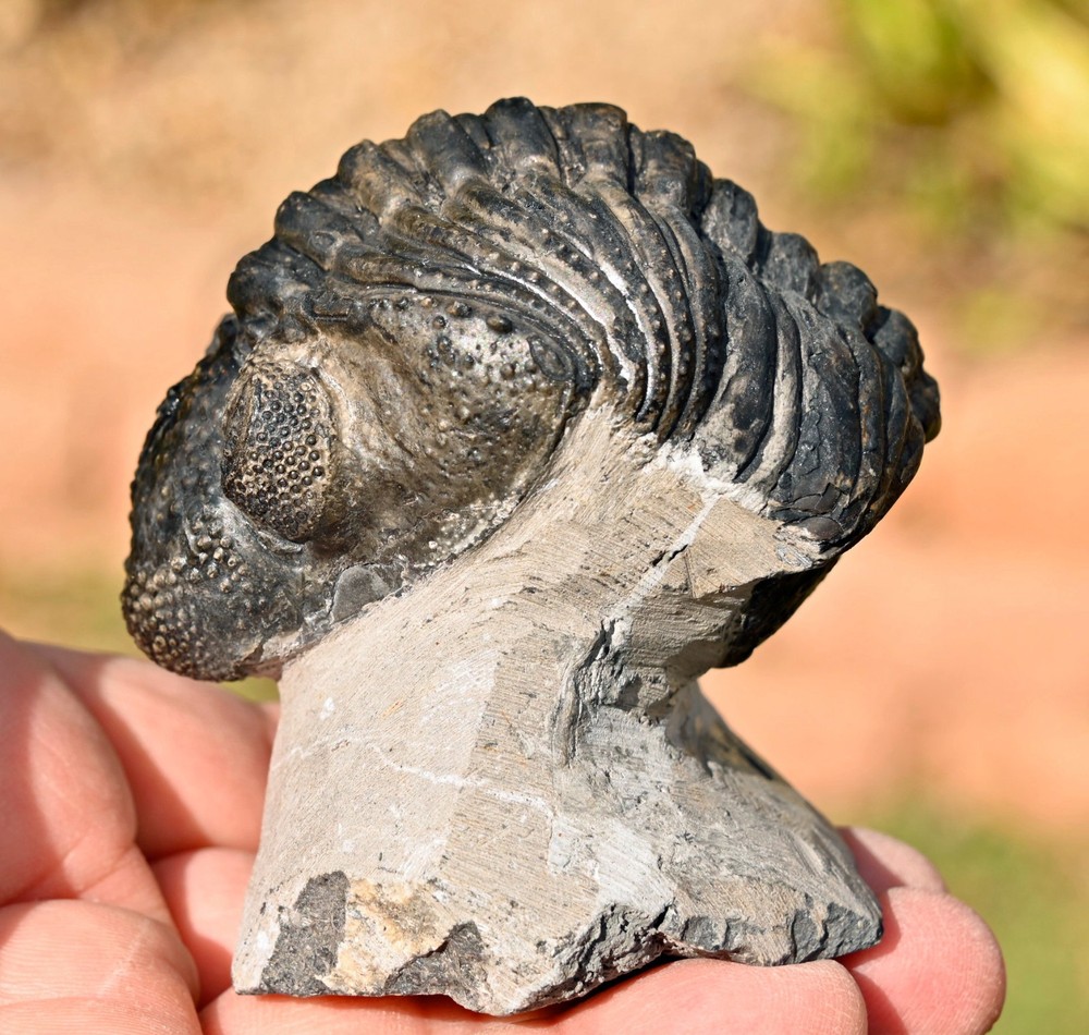 Trilobite Fossil, Drotops, from Morocco #2