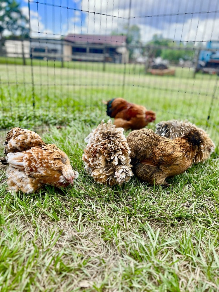12 RARE Hens Choice Hatching Eggs NPIP