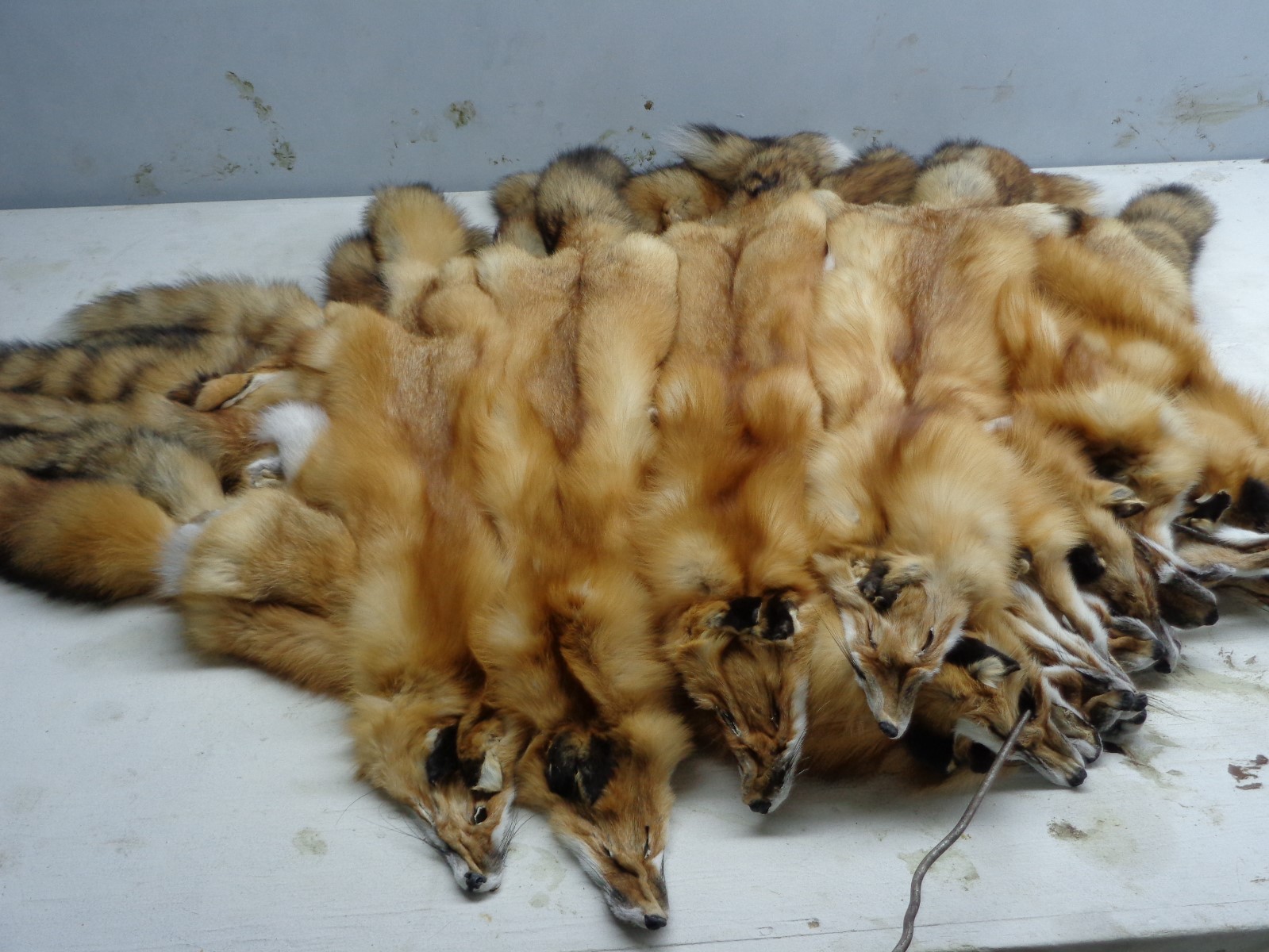 Tanned #1 Red Fox Hides/Furs/Trapping/Taxidermy/Crafts/Freshly tanned/USA furs