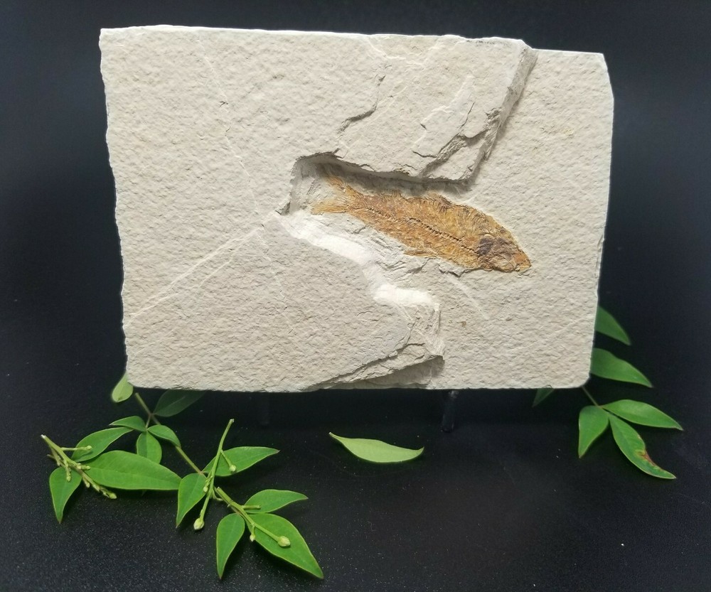 Fish Fossil (FF6) Knightia Eocaena