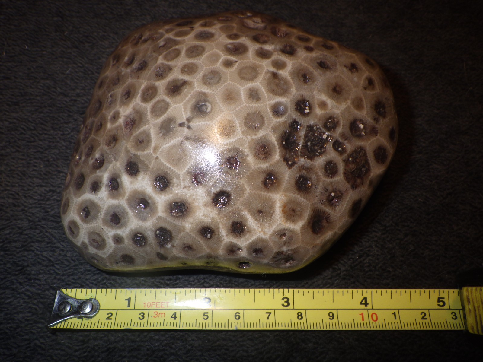 Polished Petoskey Stone 1 lb 6.3 oz