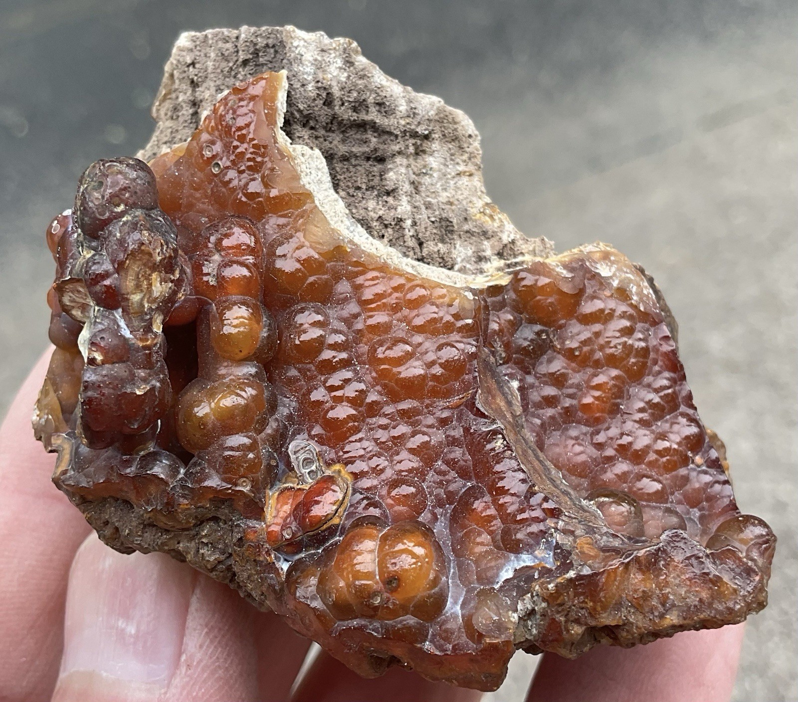 103g Botryoidal Agatized Coral Fossil Chalcedony Stalactite Florida