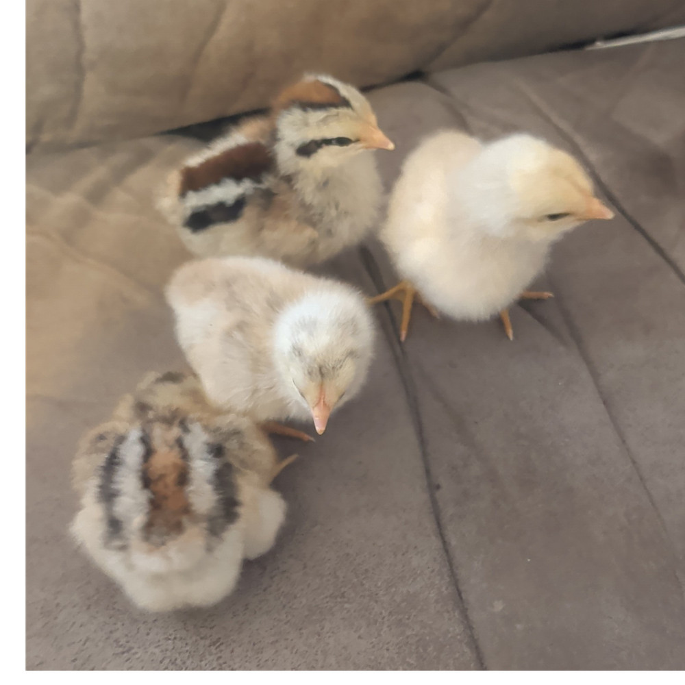 hatching eggs silver Bielefelder  one dozen