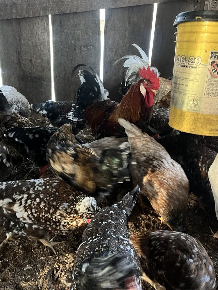 Swedish Flower Hatching Eggs NPIP 6+