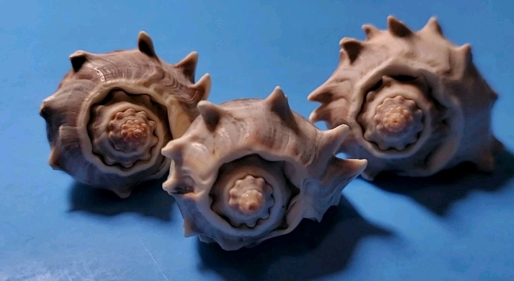 3-MELONGQUA BISPINOSA SEA SHELLS.