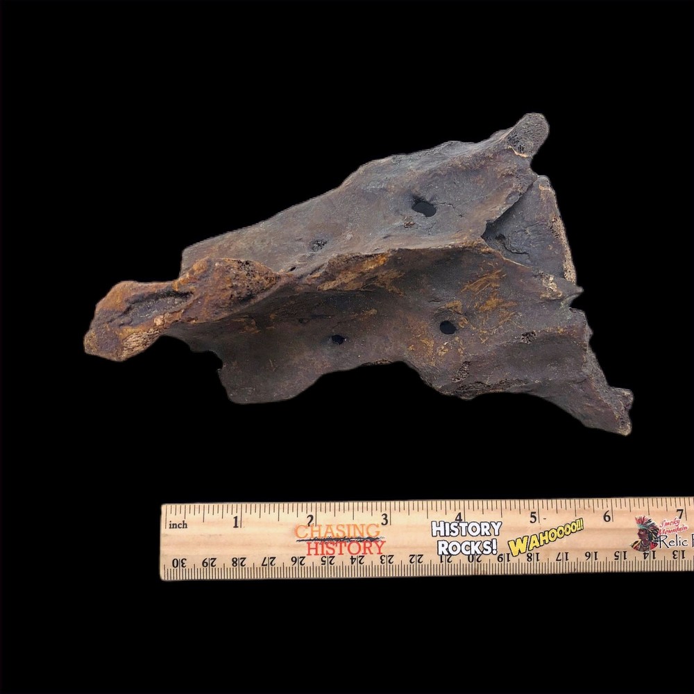 Extinct Ice Age Tapir Sacrum