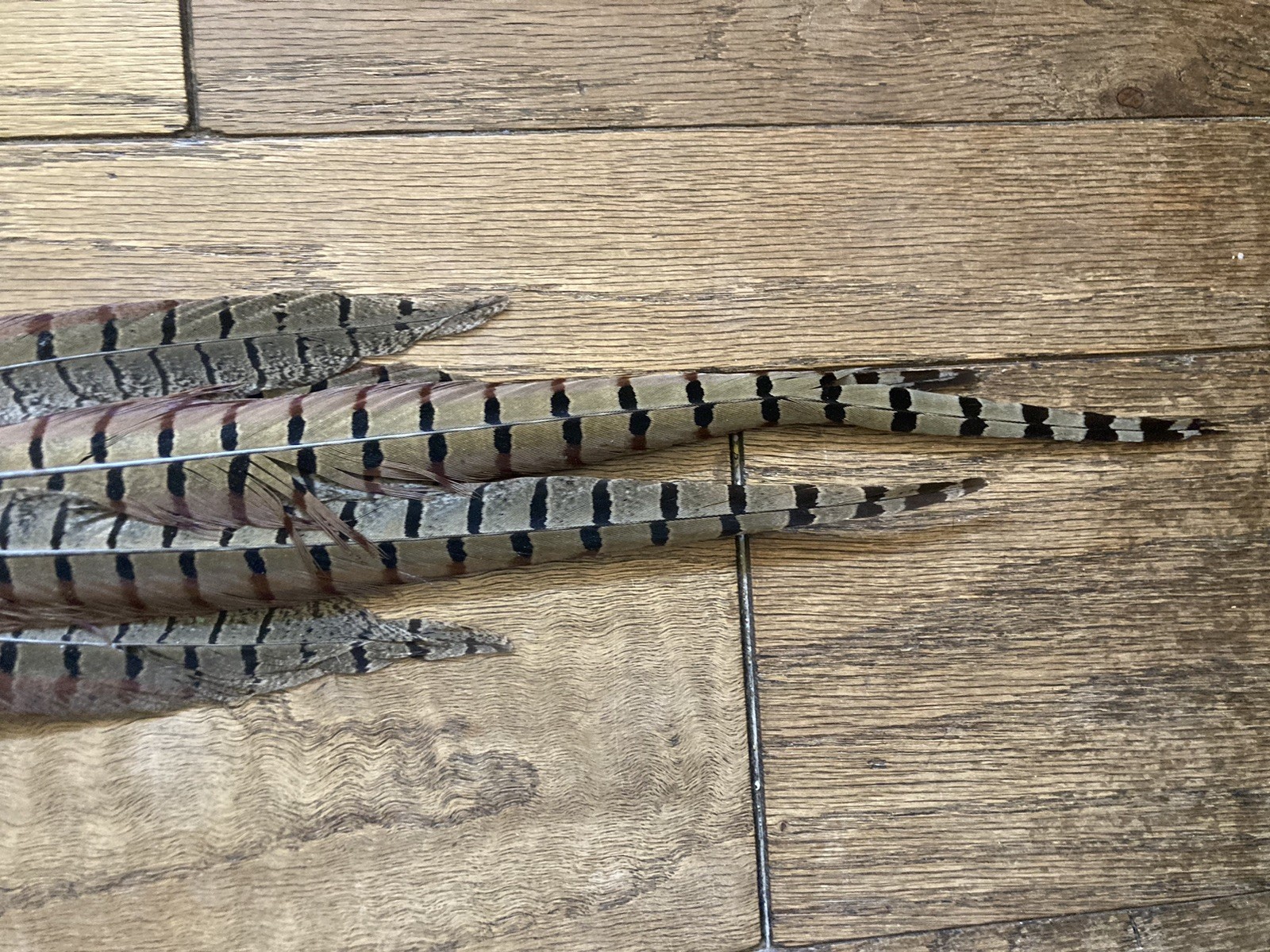 Rooster RINGNECK PHEASANT Full SKIN 2 Wings Tail Feathers Wall Art Man Cave