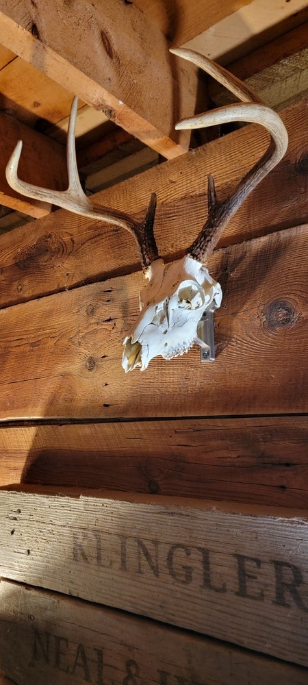 European Skull Mounting Bracket