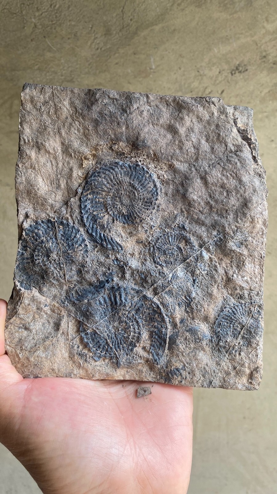 Unique Collection of Paleontological Fossils, Chrysanthemum Fossils