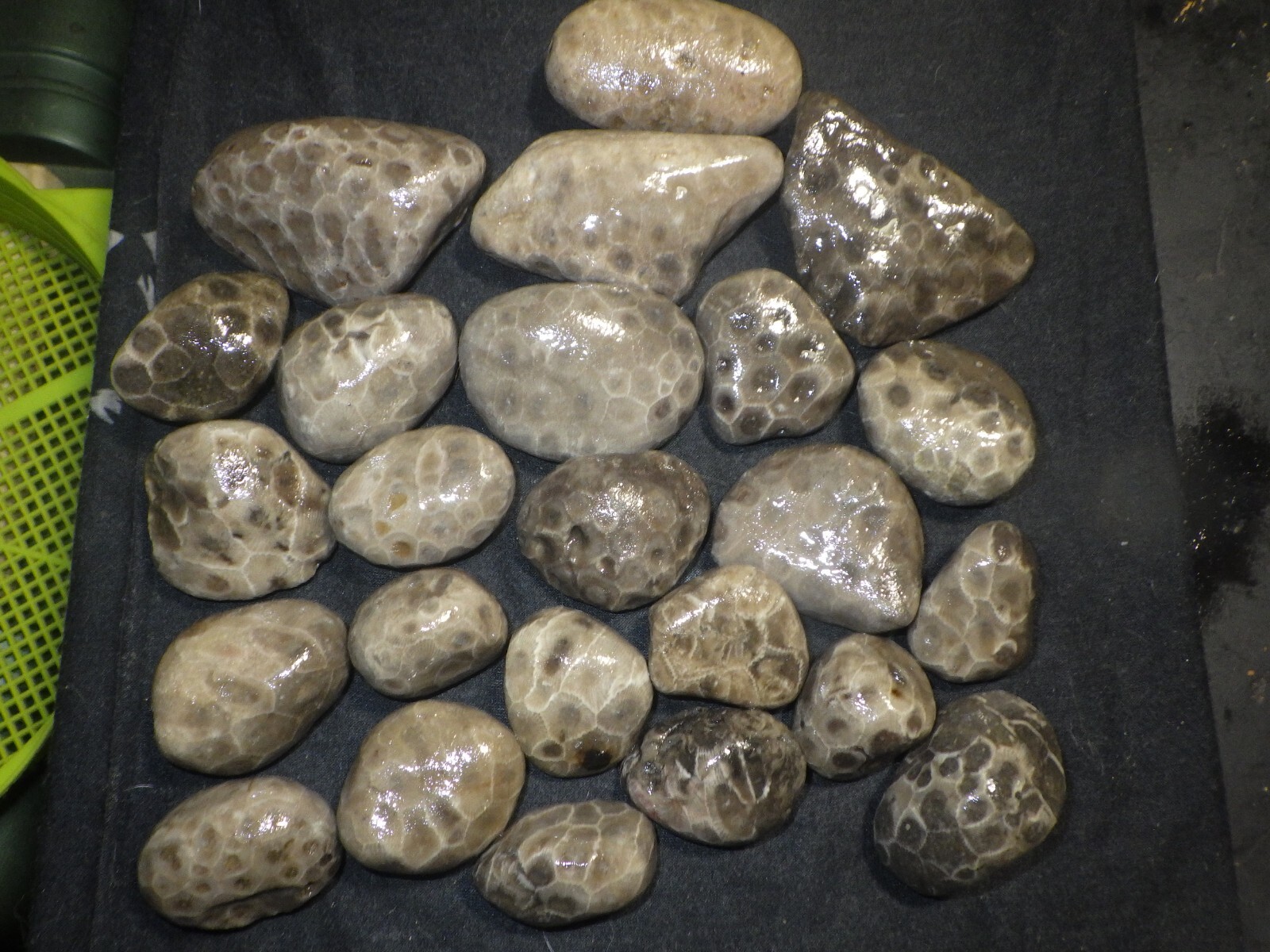 Unpolished Petoskey Stones 2lbs 8.0 oz
