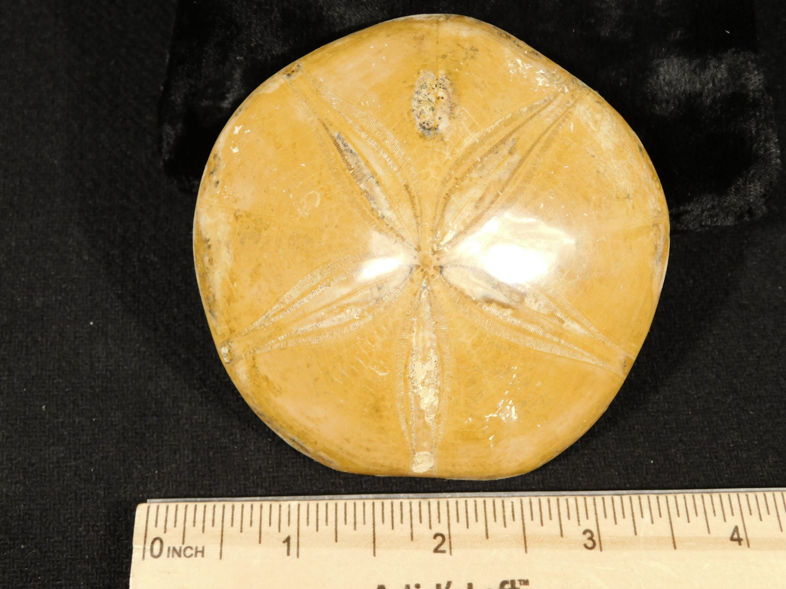 Big! Polished 150 Million Year Old! SAND DOLLAR Fossil Madagascar 205gr