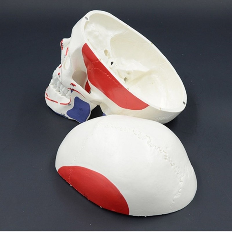 Anatomical Head Bone Model, Number Coded Human Anatomy Skull Model Teaching Aids