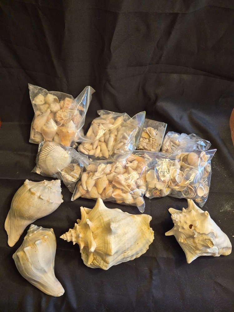 Sea Shells Lot- Over 8 Pounds-Assorted Sizes