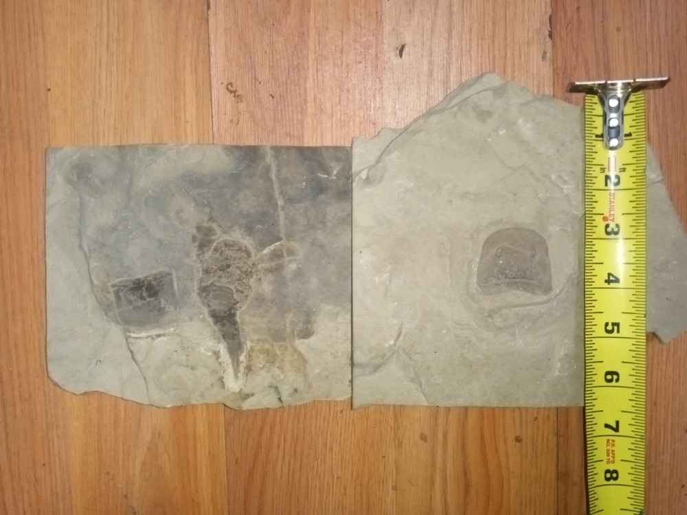 Fossilized Eruptured