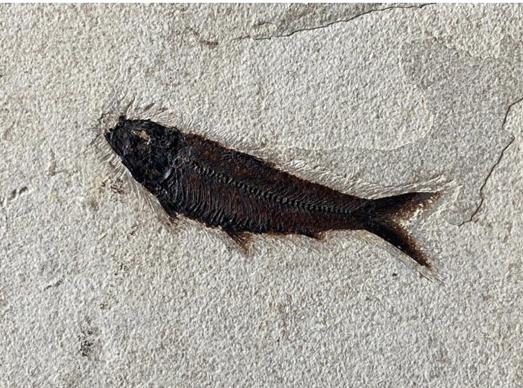 Original C.J. ULRICH Fossil fish signed