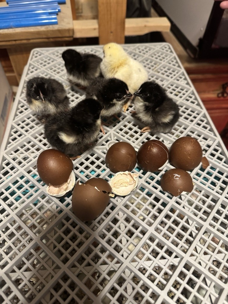 12+ Silverudd Rooster Crossed Rainbow Hatching Eggs