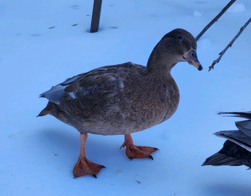 6 Mixed Color Call Duck Hatching Eggs