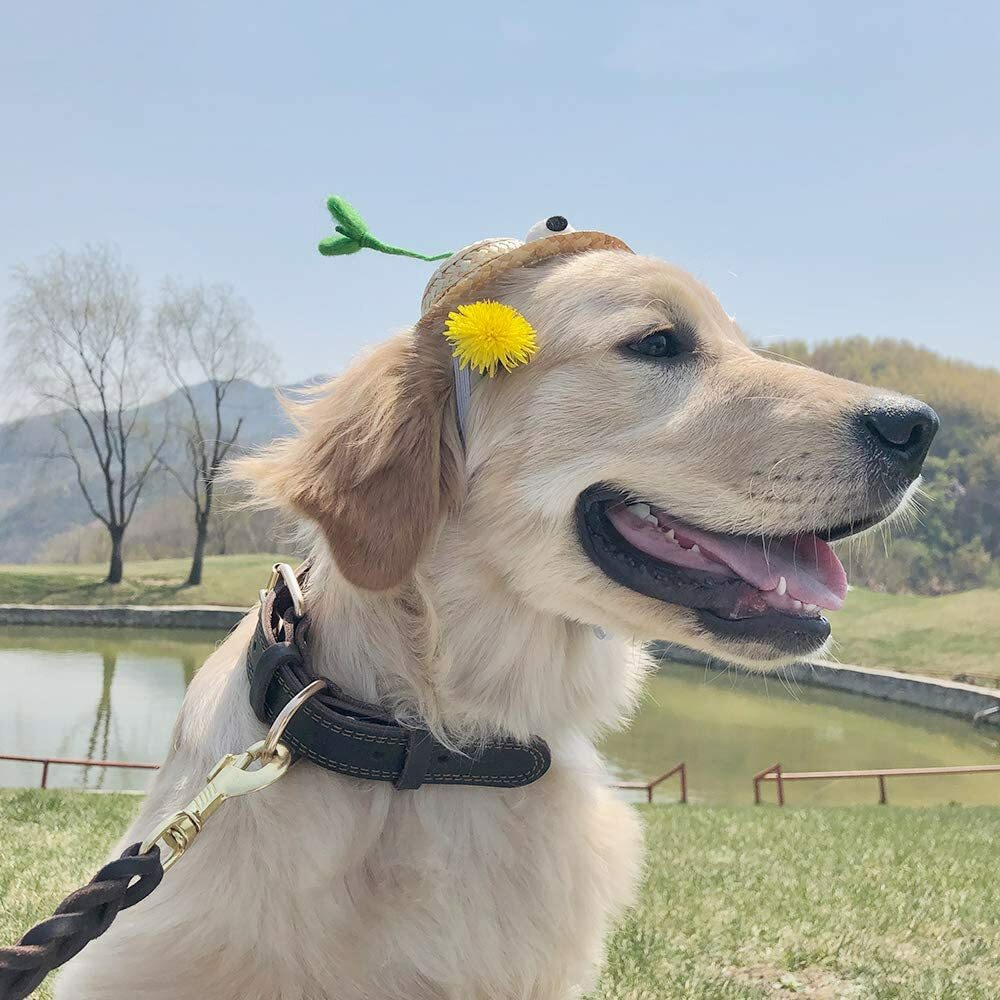 Genuine Leather Dog Collar Durable Alloy Hardware for Medium Extra Large Dogs