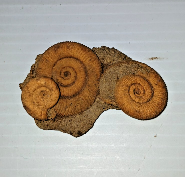 Nice Ammonite Fossil Cluster